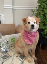 Dog sitting next to Soap Saves Lives Box hygiene kits